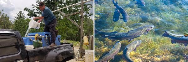 Matt Danaher of Danaher Fisheries of Shrewsbury, Vermont loads a stocking truck with trout. Trout in a pond by Katharina N, Pixabay. Man in back of pick-up truck pours water from small bucket to large container and trout in a pond
